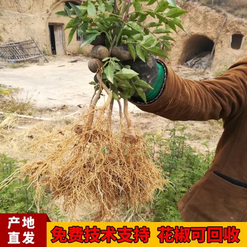 陕西韩城花椒树苗大红袍花椒苗非四川高产无刺少刺盆栽地栽食用 - 图3
