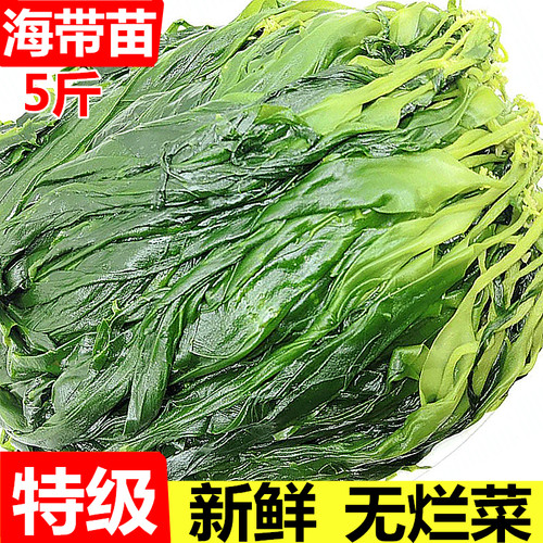 海带苗新菜嫩苗特级新鲜霞浦海带苗海带头丝火锅商用凉拌裙带菜干 - 图0