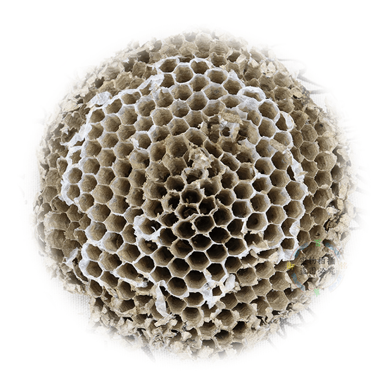 2023年新货云南野生中药材蜂房 马蜂房 胡蜂房煮水治牙疼包邮 - 图3