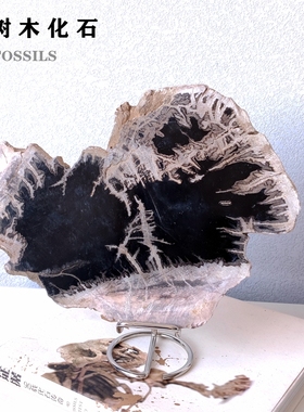 天然树木化石标本切片摆件