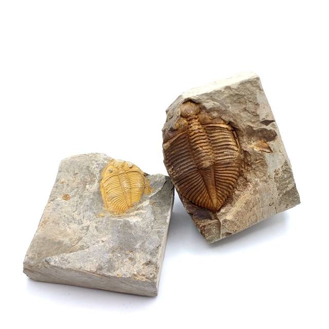 Natural paleontological fossil rough stone crown worm trileaf