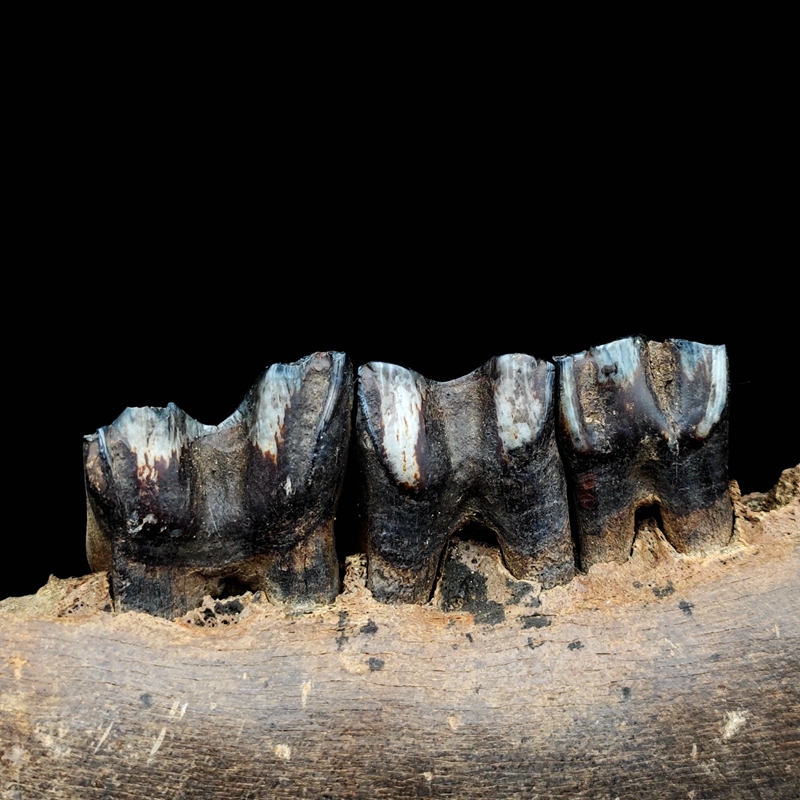 天然古生物冰河时期东北野牛下颚骨牙齿化石标本地质科普教学标本 - 图1