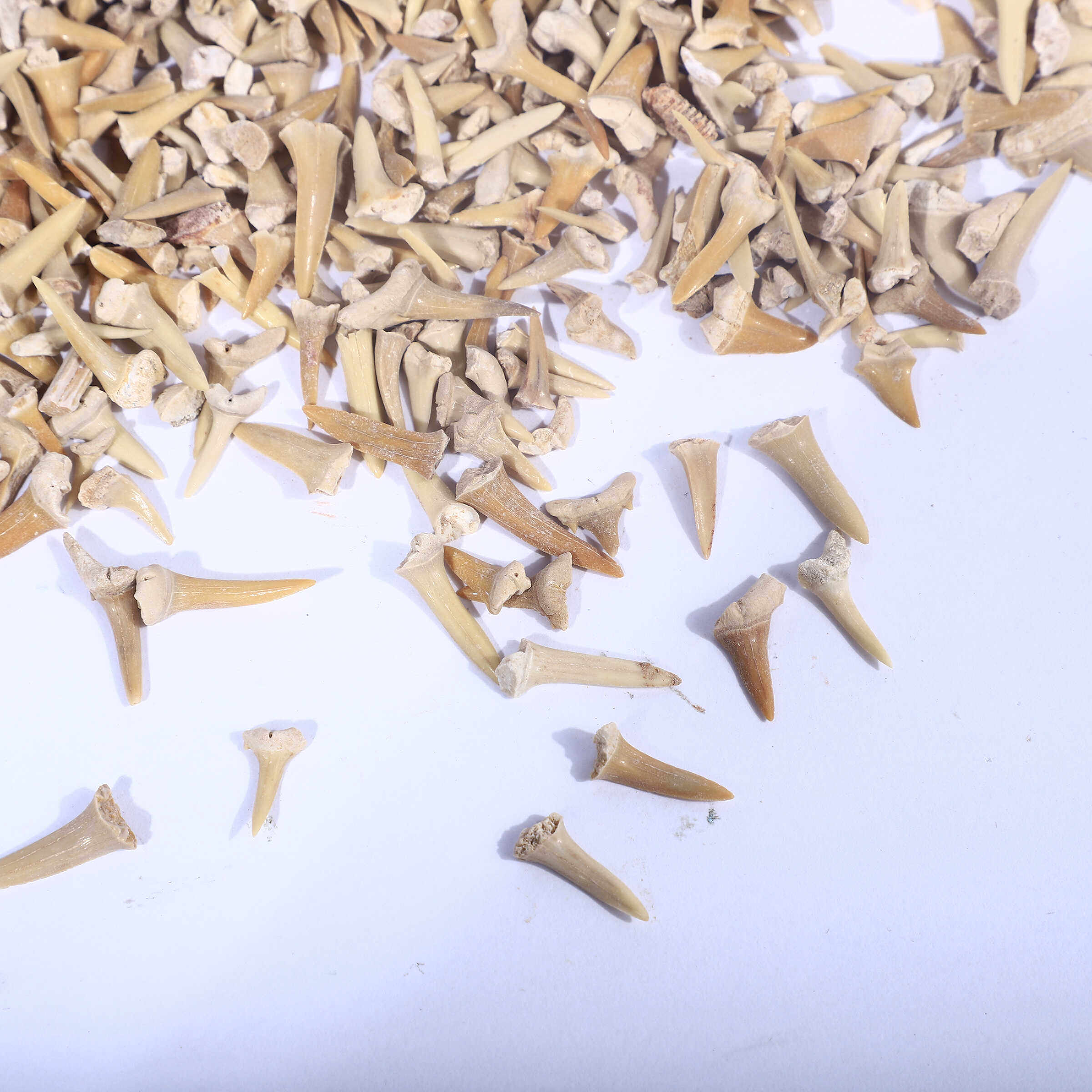 天然摩洛哥锥齿鲨鱼牙齿化石原石头儿童地质科普教学标本收藏摆件,淘宝优惠券,粉丝福利购,淘宝优惠卷