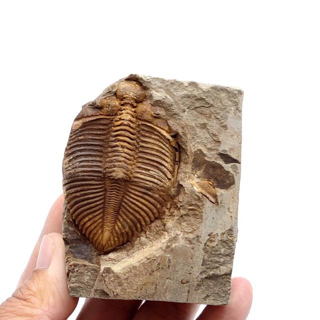 Natural paleontological fossil rough stone crown worm trileaf