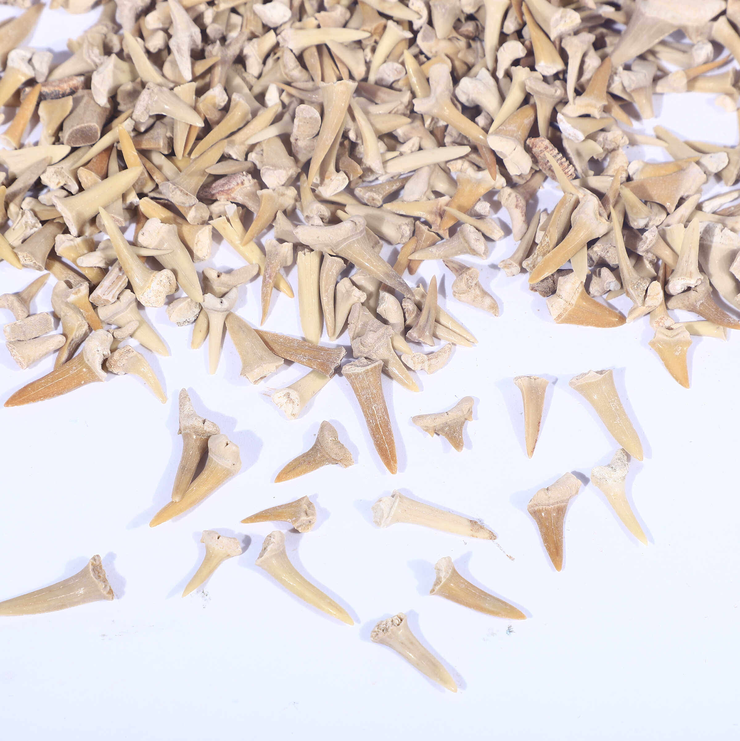 天然摩洛哥锥齿鲨鱼牙齿化石原石头儿童地质科普教学标本收藏摆件,淘宝优惠券,粉丝福利购,淘宝优惠卷