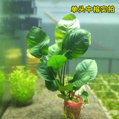 阴性水草草缸中后景活体植物懒人易养造景装饰植物绿菊蜈蚣草牛毛 虎窝淘