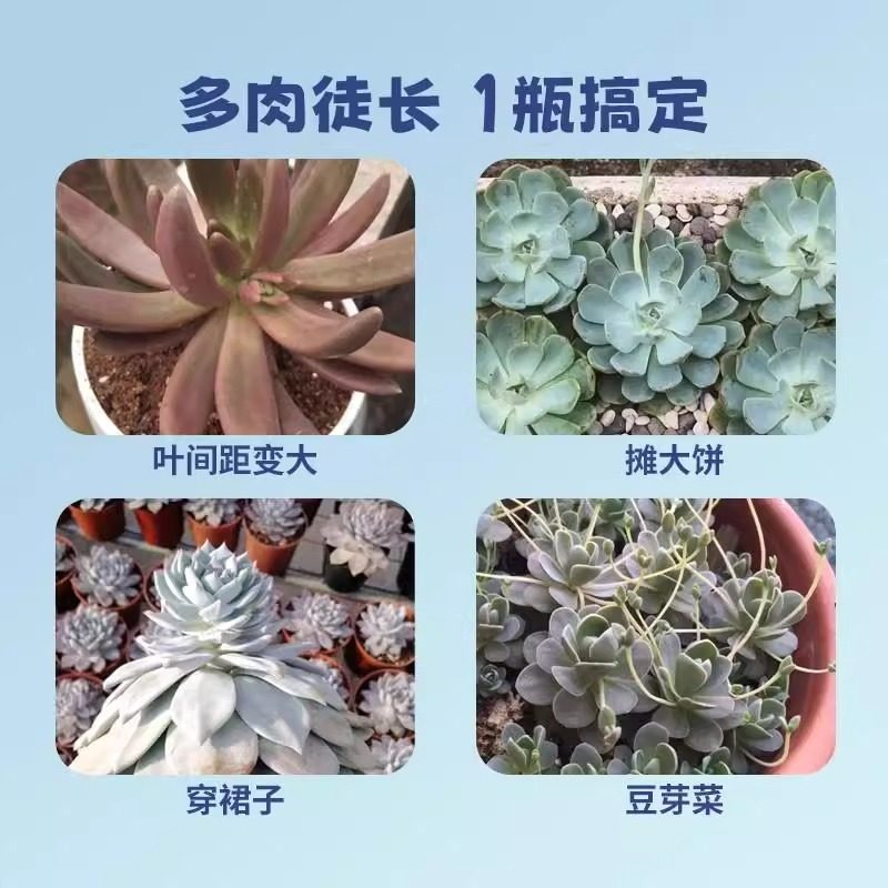 多肉专用矮胖素防徒长增肥上色矮壮剂生石花盆栽通用型浓缩营养液,淘宝优惠券,粉丝福利购,淘宝优惠卷