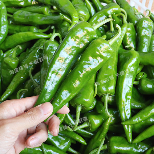 辣妹子鲜辣椒5斤青椒特辣腌辣椒朝天椒剁椒小米蔬菜农家自种蘸酱3 - 图2