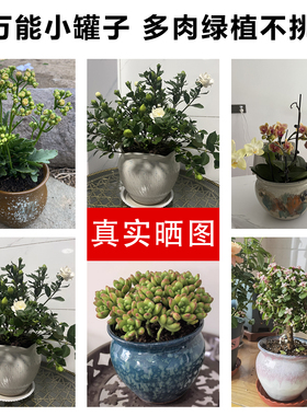 大口径老桩陶瓷花盆家用蝴蝶兰幸福树盆栽高颜值室内装饰摆件特价