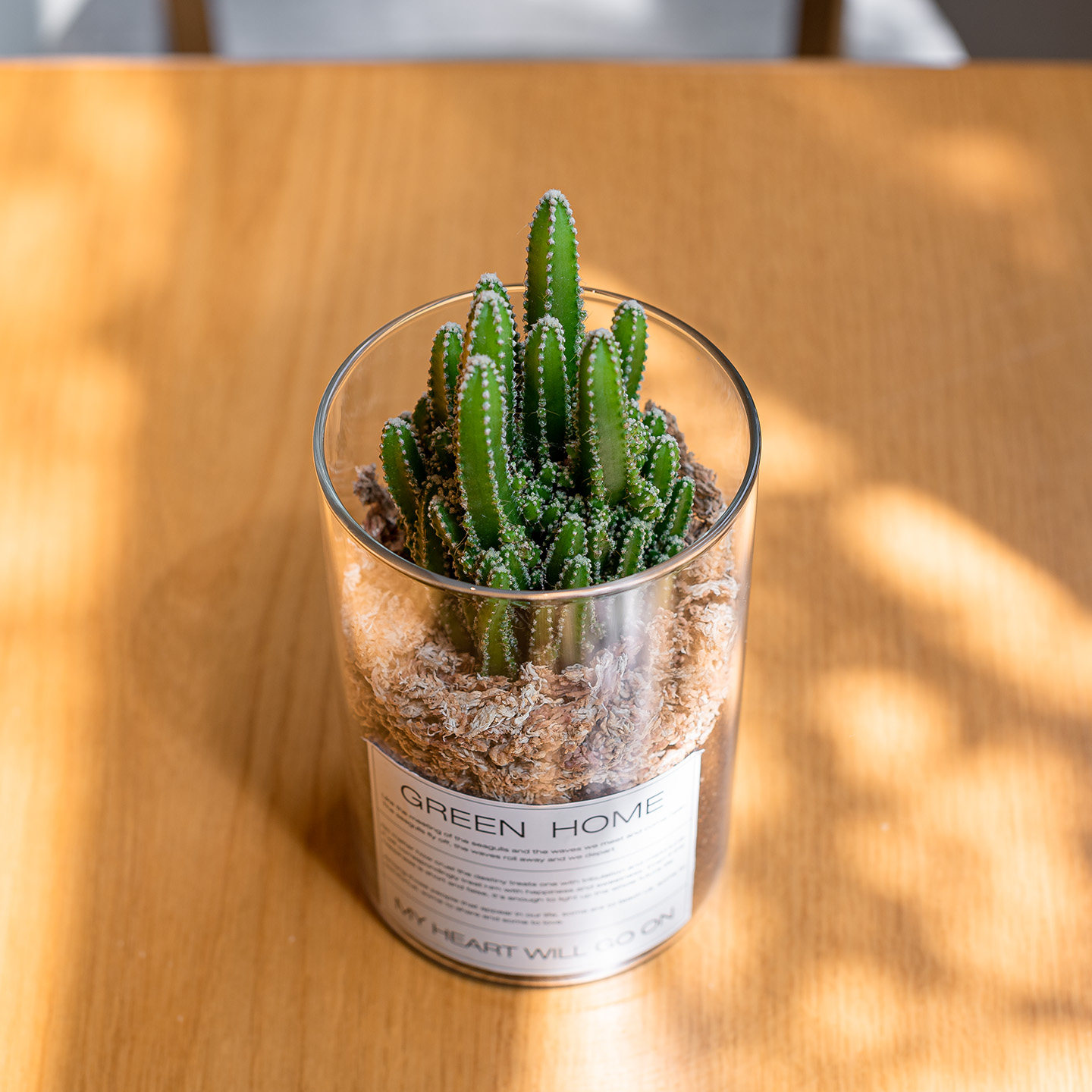 Mofacoco仙人掌万重山多肉绿植物桌面办公室内仙人球阳台耐旱好养,淘宝优惠券,粉丝福利购,淘宝优惠卷