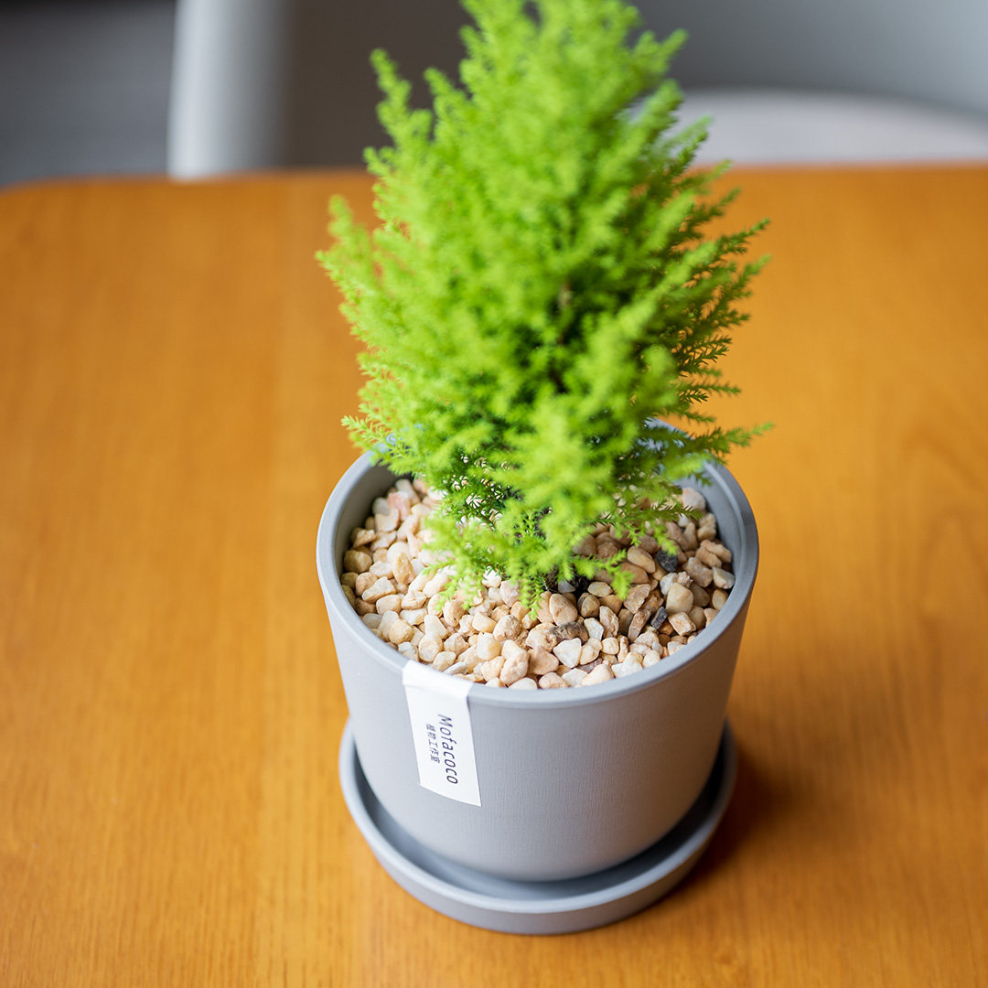 mofacoco香松盆栽北欧风绿植物礼金冠柏圣诞树办公桌面好养活,淘宝优惠券,粉丝福利购,淘宝优惠卷