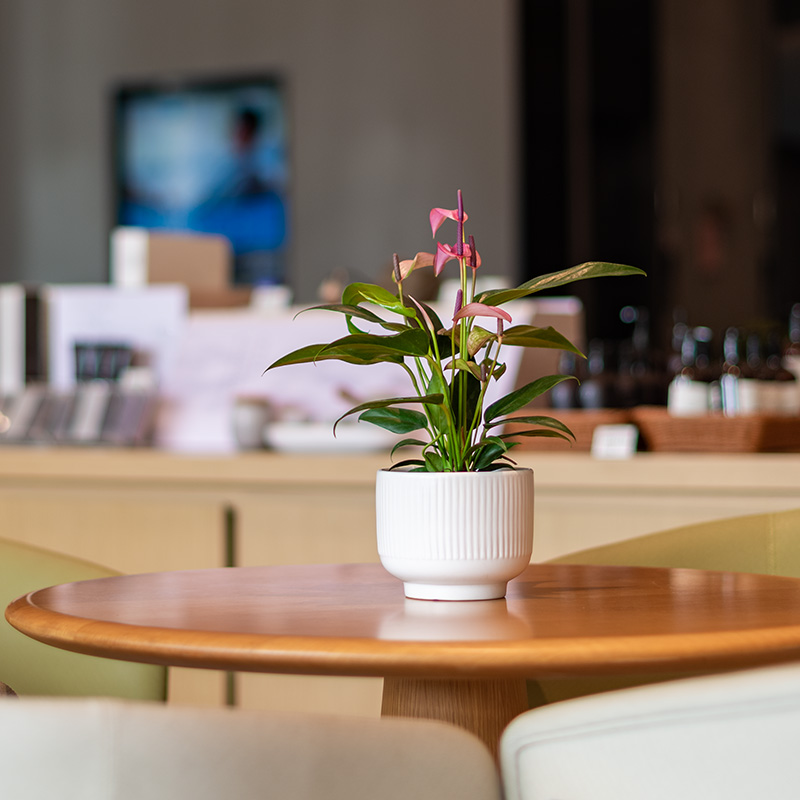 进口盆栽紫色掌红香妃齐祖粉掌莉莉室内办公室桌绿植花卉耐阴礼物 - 图1