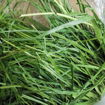 Two 21 years with scion drying the North West Timiao rabbit dragon cat The Dutch pig Pets Shepherd 500 gr