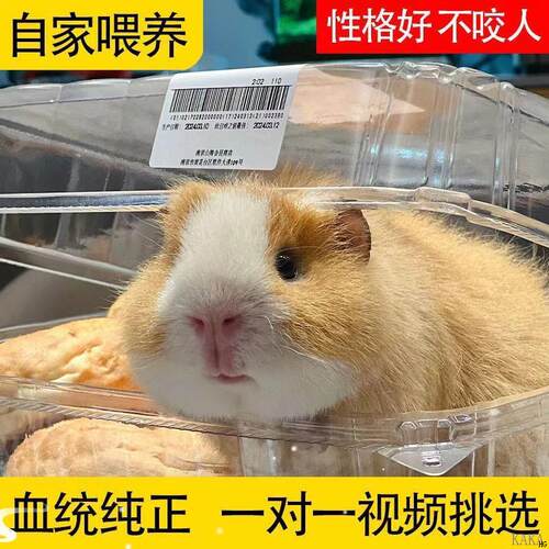 宠物卡皮巴拉荷兰猪活物荷兰鼠豚鼠荷兰兔彩兔活物幼崽疫苗已打过 - 图0