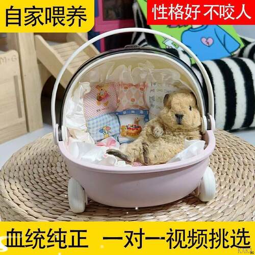 宠物卡皮巴拉荷兰猪活物荷兰鼠豚鼠荷兰兔彩兔活物幼崽疫苗已打过 - 图2