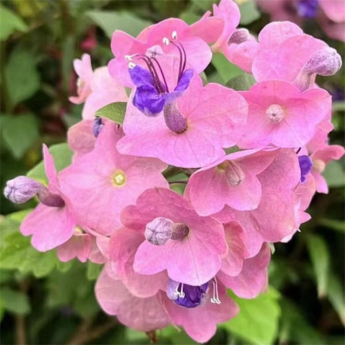 带花粉苞东红庭院盆栽塔希提帽子花粉苞冬红喜阳耐热木本花卉绿植 - 图1