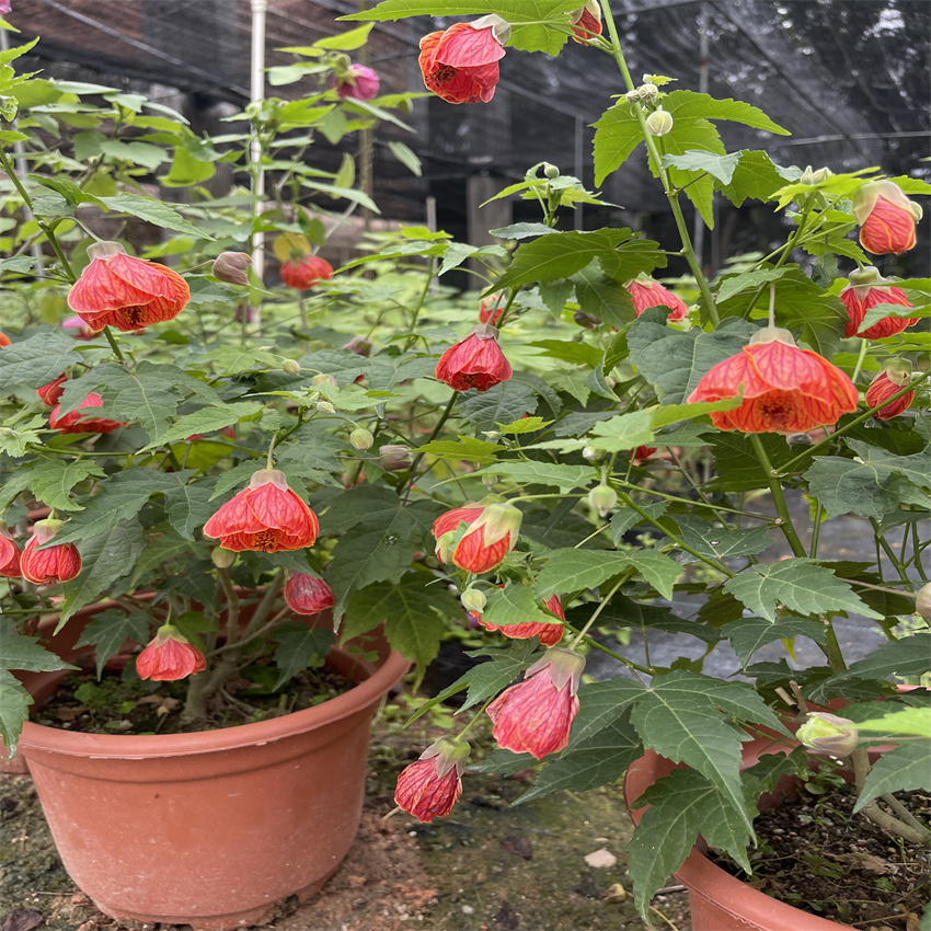 带花灯笼花四季开花 阳台盆栽灯笼花纹瓣悬铃花 风铃花木本灯笼花