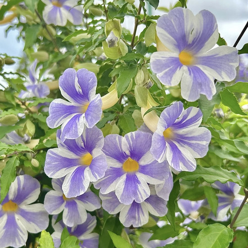 硬枝老鸭花 鸭嘴花阳台庭院盆栽蓝吊钟 月亮仙子四季开花蓝色花卉 - 图1