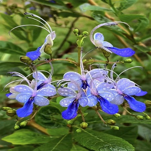 蓝蝴蝶花四季喜阳耐热花卉阳台庭院盆栽蓝蝴蝶紫蝴蝶花似蝴蝶飞舞 - 图1