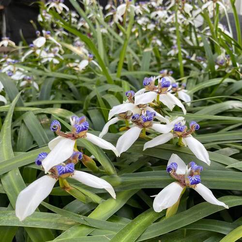 正宗巴西鸢尾兰 阳台盆栽巴西鸢尾兰花 玉蝴蝶四季常绿观叶植物 - 图1