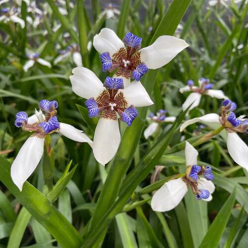 正宗巴西鸢尾兰 阳台盆栽巴西鸢尾兰花 玉蝴蝶四季常绿观叶植物 - 图0