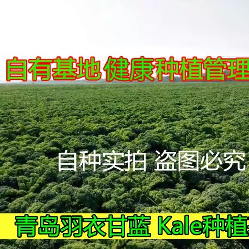 大兜虫生鲜 羽衣甘蓝新鲜蔬菜Kale1000g芥蓝西餐沙拉榨汁粗纤维 - 图0