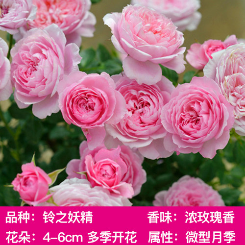 灌木月季花苗 铃之妖精月季 多头多花微月浓香四季开花盆栽地栽 - 图1
