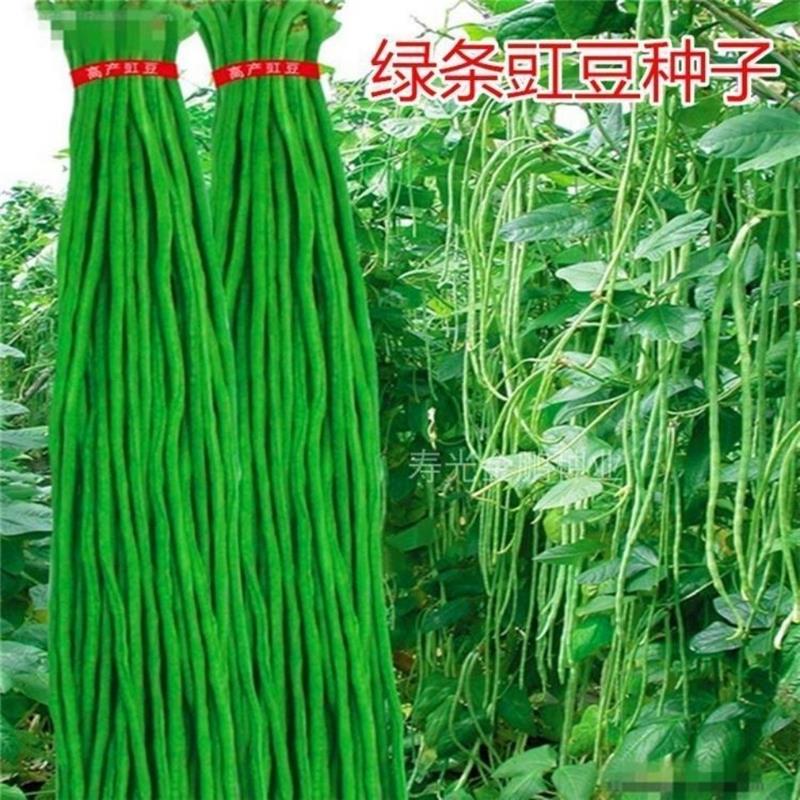 高产特长豆角种子青长架豇豆南方北方四季易种植早熟抗病蔬菜种子 - 图3