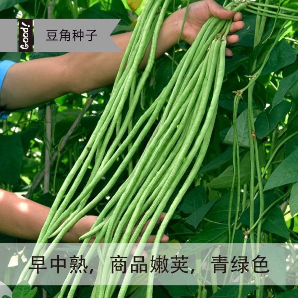 高产特长豆角种子青长架豇豆南方北方四季易种植早熟抗病蔬菜种子 - 图2