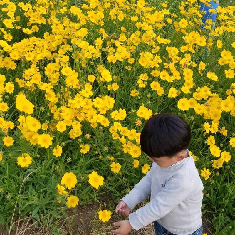 多年生金鸡菊种子 四季易播速生金钱菊花籽景观花卉种子花海 - 图0