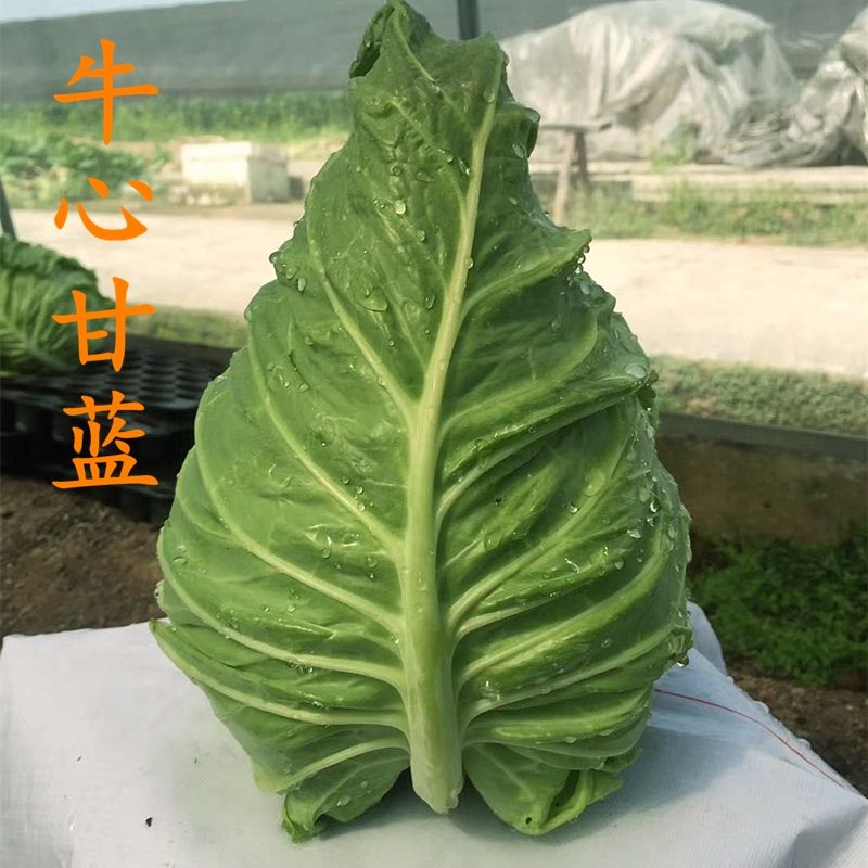 春丰甘兰包菜种子牛心甘蓝种籽尖包菜卷心菜结球四季蔬菜阳台包邮 - 图0