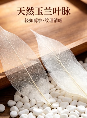 玉兰叶叶脉干花植物教学标本
