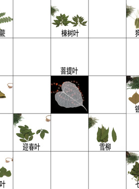 diy多种天然植物干树叶合集标本