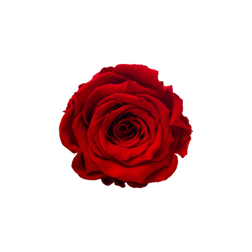 花纪永生花diy车挂玫瑰大号永生花厄瓜多尔进口roseamor5-6cm单朵 - 图3