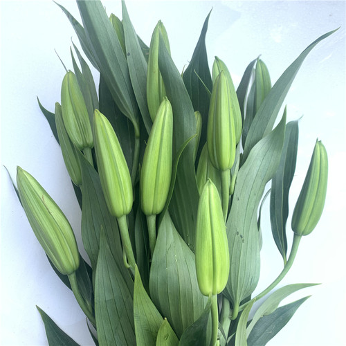 向日葵太阳花云南昆明鲜花基地直发百合花直批花束教师节同城速递 - 图0