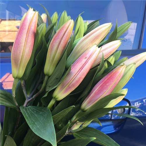 香水百合鲜花云南基地直发水养家庭插花多头玫瑰节包邮七夕情人节 - 图3