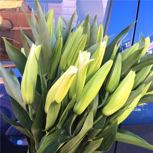 香水百合鲜花云南基地直发水养家庭插花多头玫瑰节包邮七夕情人节 - 图2