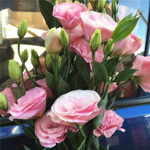 香槟色洋桔梗水养鲜花云南昆明基地直发同城速递百合玫瑰泡泡 - 图1