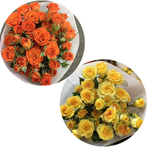 爱丽丝比多头泡泡玫瑰花云南昆明基地鲜花速递同城百合花束情人节 - 图0