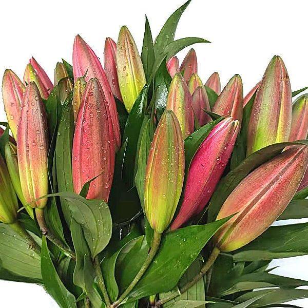 红美人香水百合鲜花云南基地直发水养家庭插花多头玫瑰包邮情人节,淘宝优惠券,粉丝福利购,淘宝优惠卷