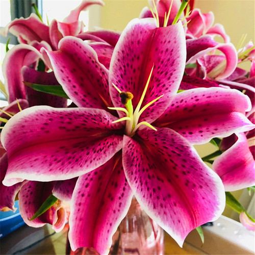香水百合鲜花云南基地直发水养家庭插花多头玫瑰节包邮母亲节 - 图1