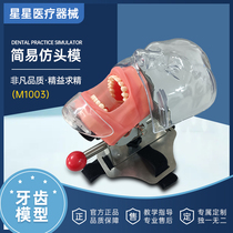 Dental simulation simple head die resin detachable tooth preparation for orthodontic repair head die oral teaching model