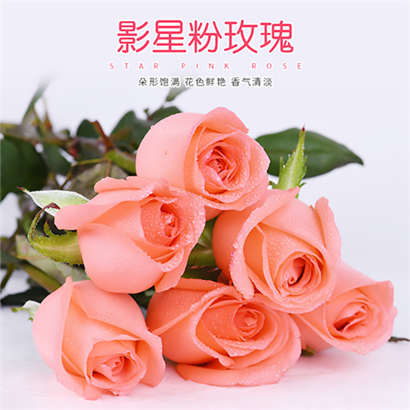 玫瑰鲜花粉玫红色香水百合云南昆明基地直发直播现现卖同城速递批 - 图2