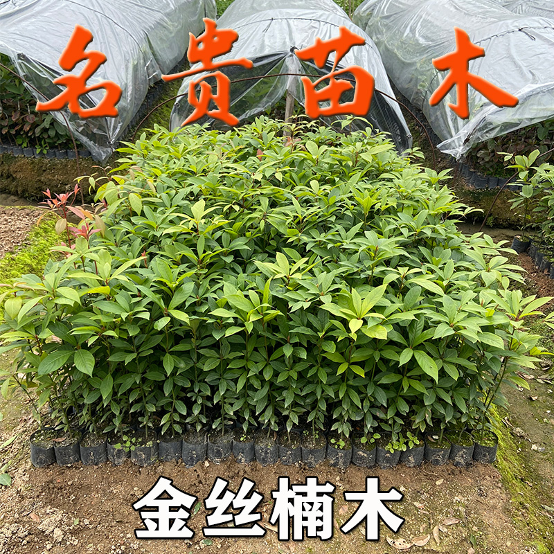 名贵苗木正宗金丝楠木树苗奇楠沉香树苗海南黄花梨树苗小叶紫檀苗-图1