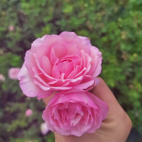 伯班公爵夫人/樱镜茶月季 耐热多头勤花灌木复花快浓香1857年法国 - 图0