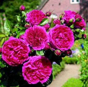 夏季根接清场1 蜻蜓 幻紫 羽毛 天方夜谭等2棵包邮包对版阳台盆栽,淘宝优惠券,粉丝福利购,淘宝优惠卷