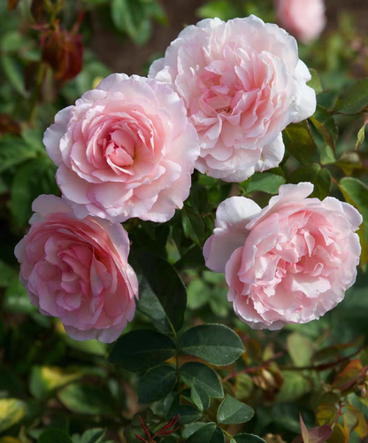 伯班公爵夫人/樱镜茶月季 耐热多头勤花灌木复花快浓香1857年法国 - 图1