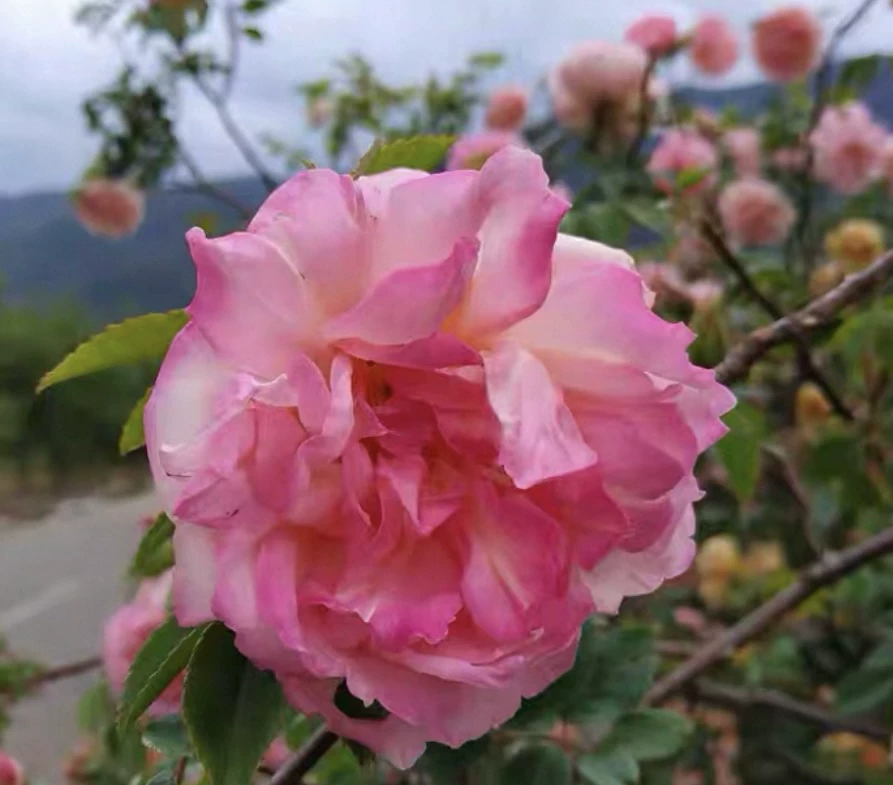 古老月季合集2 - 图1