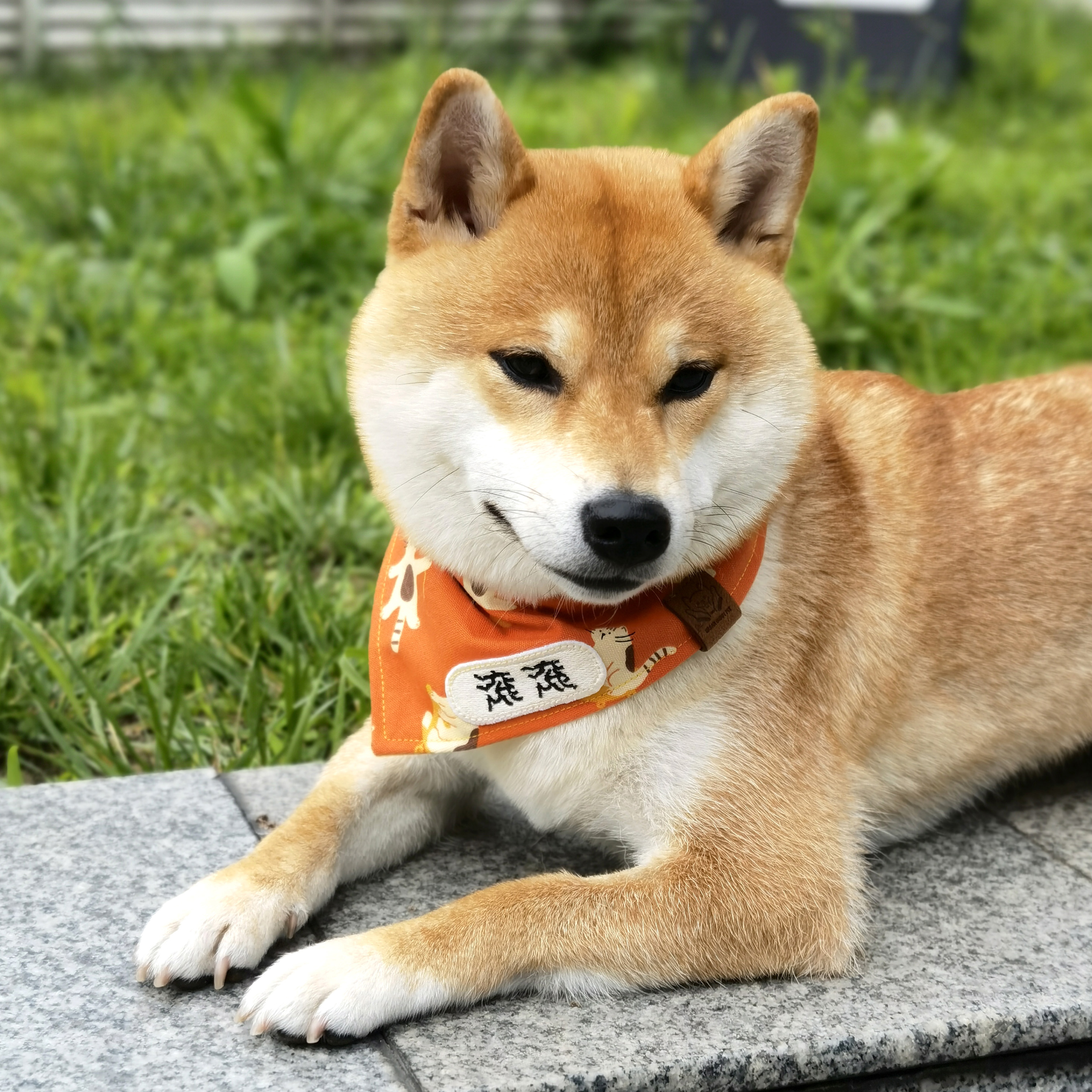 此木家手工宠物口水巾猫狗三角巾定制名字绣牌围脖大中小型通用-图0