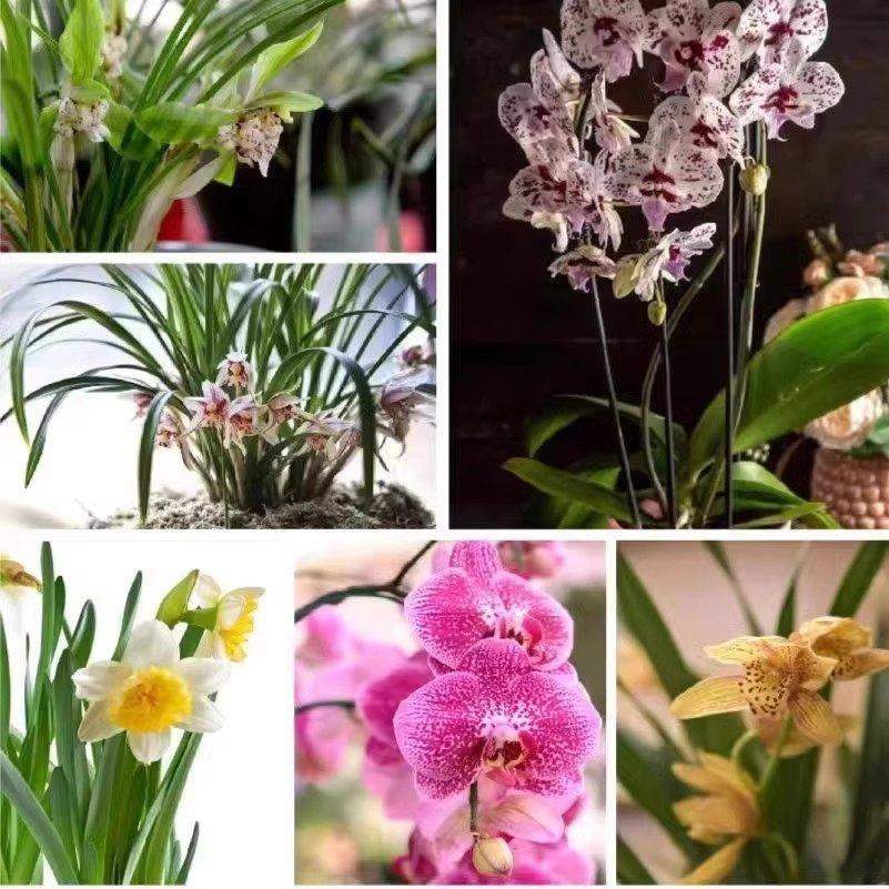 兰花肥料专用肥控释肥蝴蝶兰缓释肥营养液魔肥颗粒石斛兰开花多箭,淘宝优惠券,粉丝福利购,淘宝优惠卷